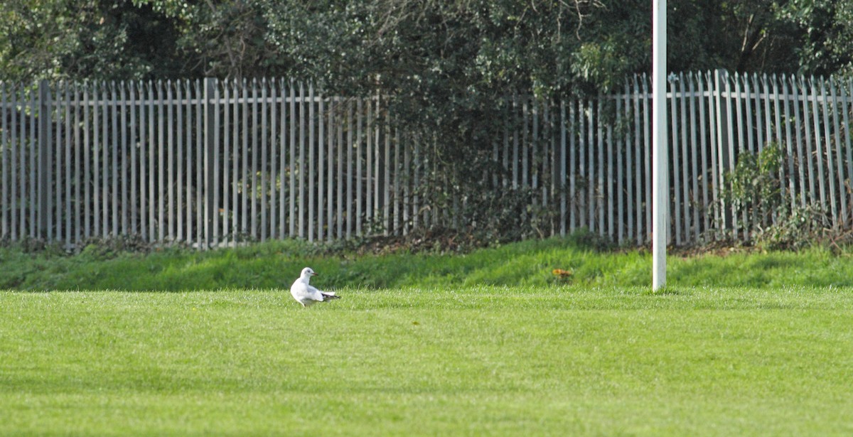 Black-headed Gull - ML642155074