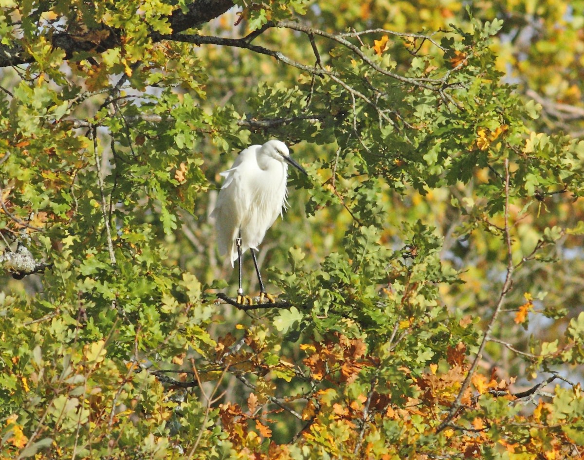 Little Egret - ML642155083