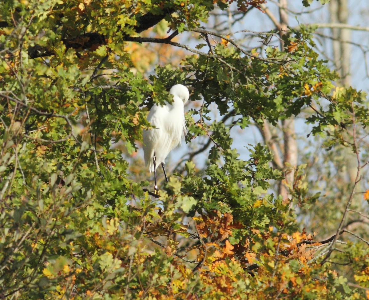 Little Egret - ML642155084