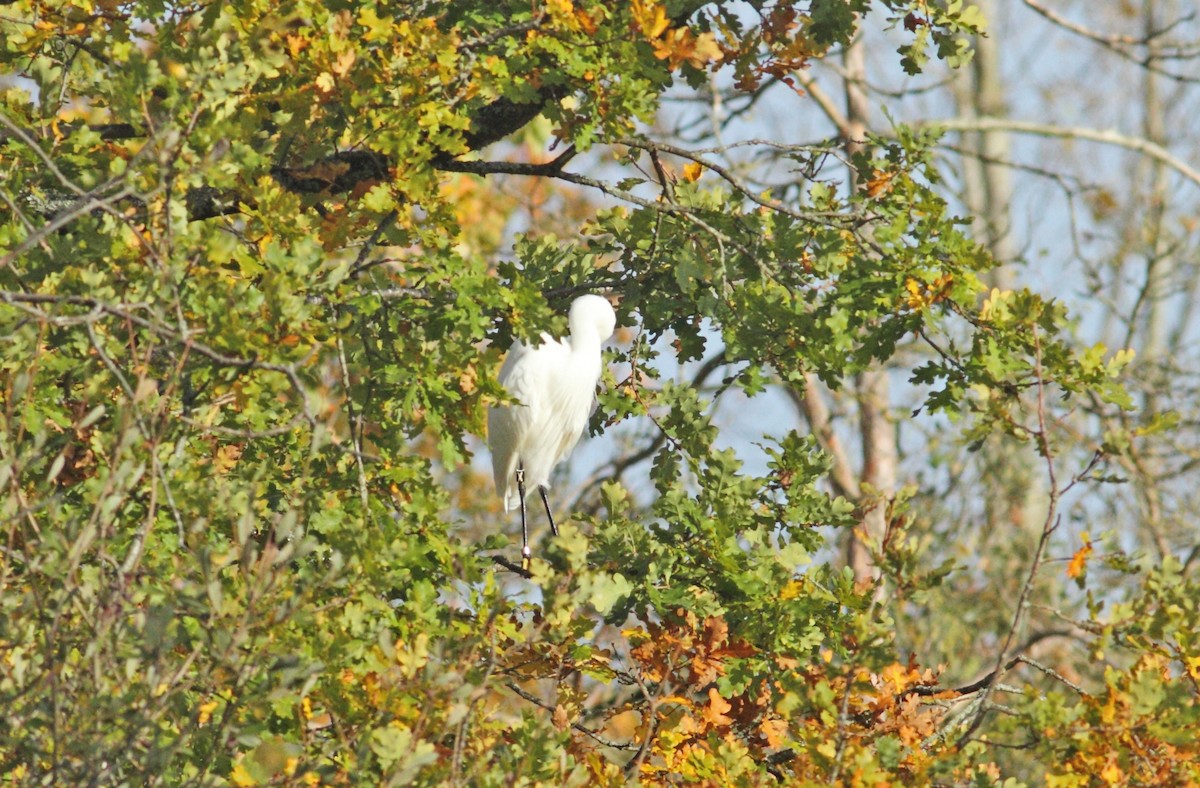 Little Egret - ML642155085
