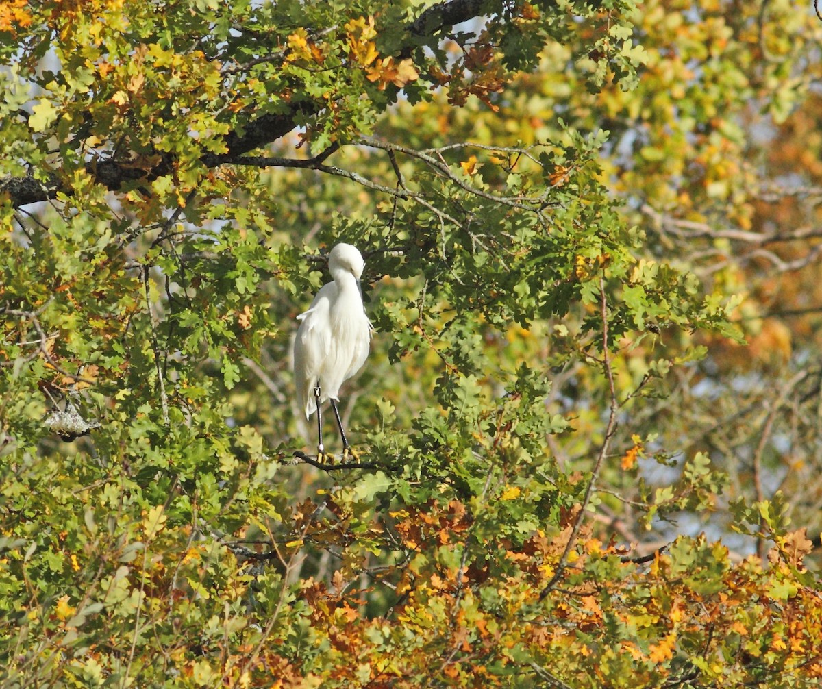 Little Egret - ML642155086