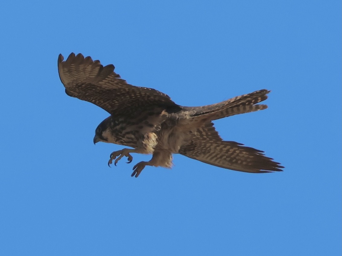 eleonorafalk - ML642155091