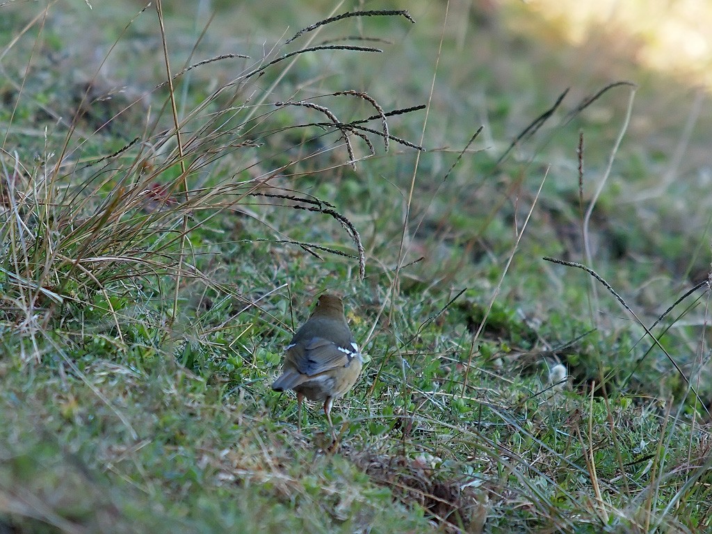 Abyssinian Ground-Thrush - ML642155115