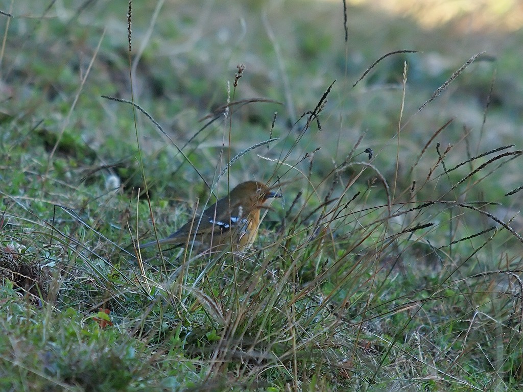 Abyssinian Ground-Thrush - ML642155116