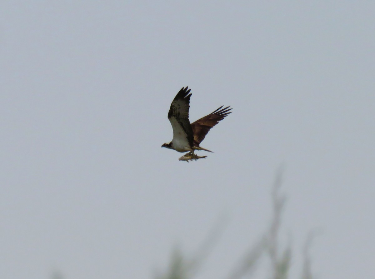 Osprey (Eurasian) - ML642155144