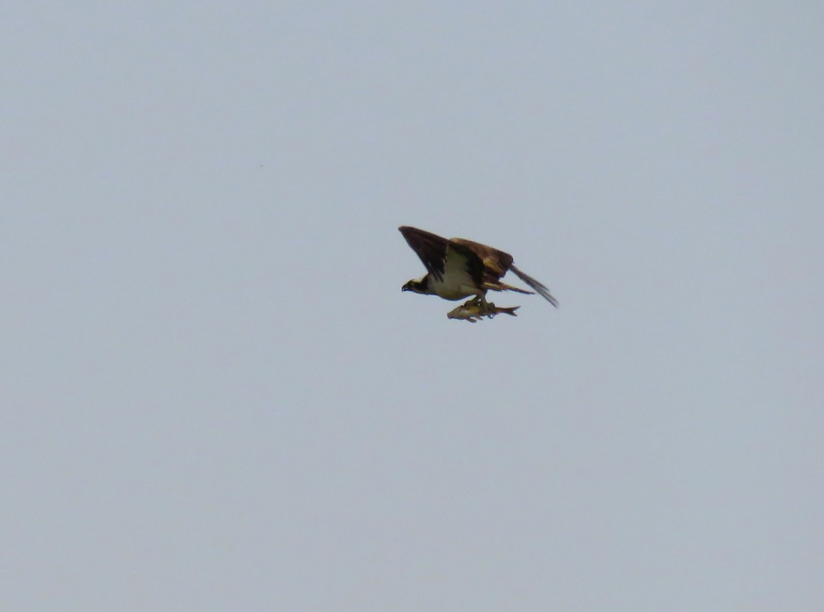 Osprey (Eurasian) - ML642155146