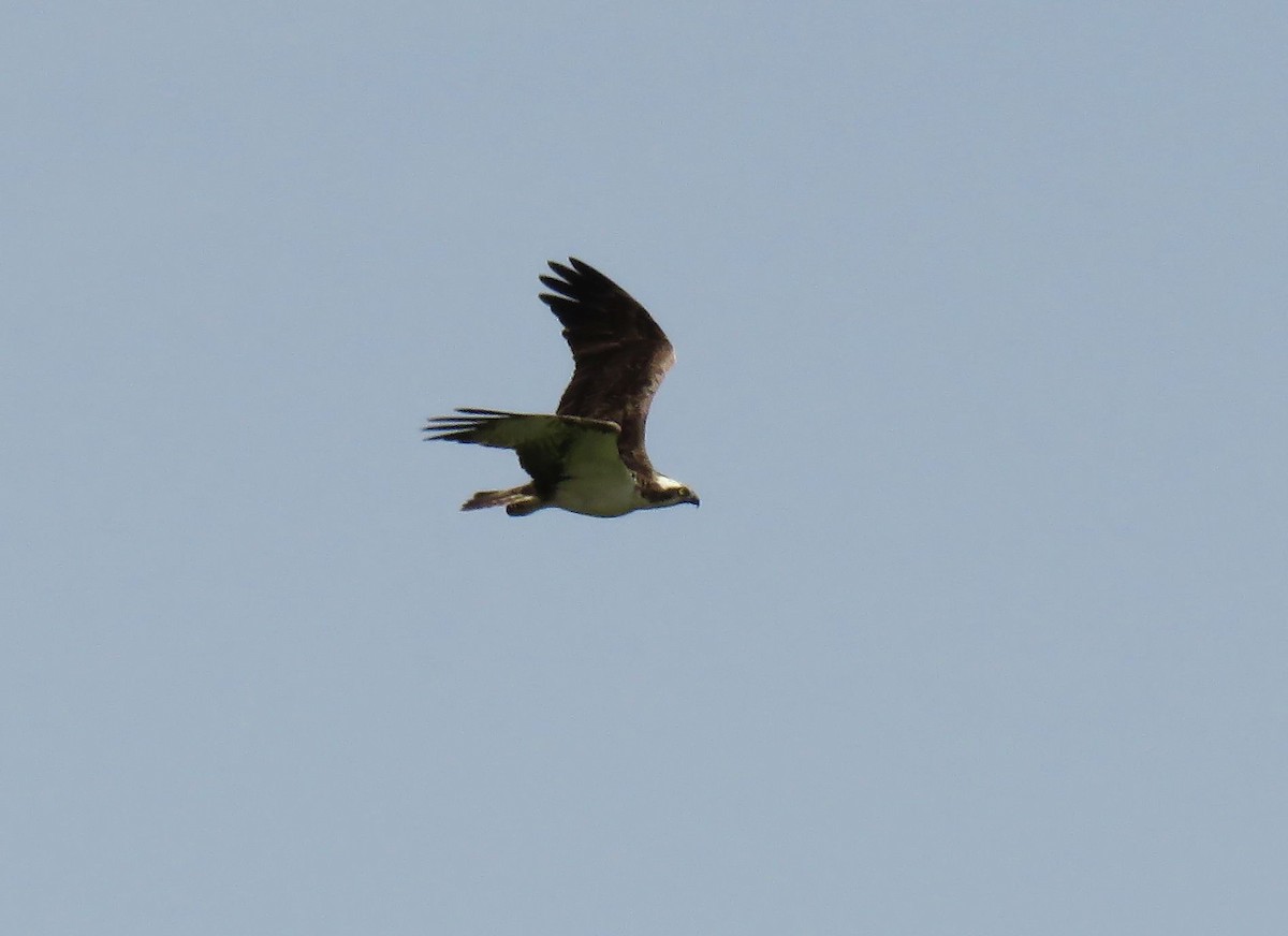 Osprey (Eurasian) - ML642155147