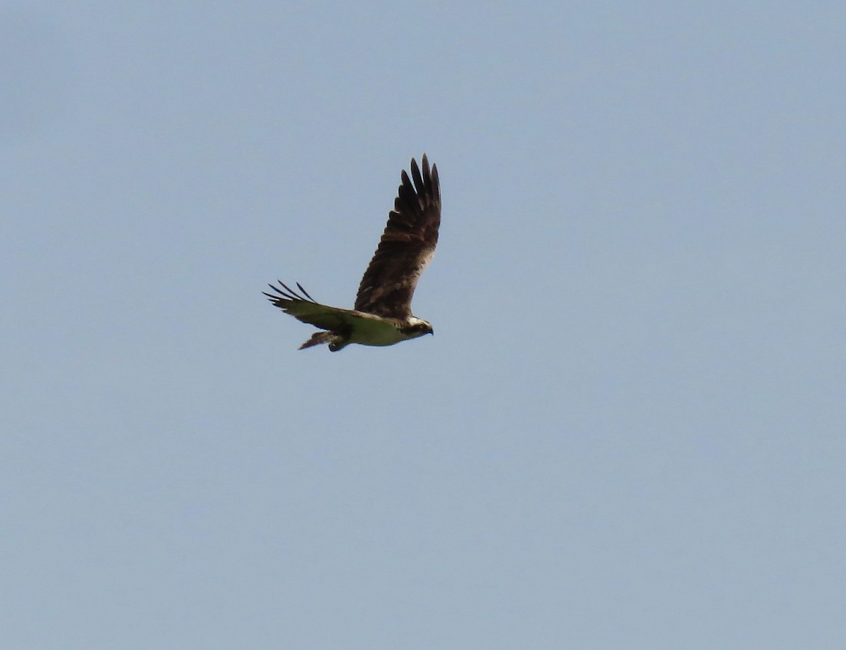 Osprey (Eurasian) - ML642155148