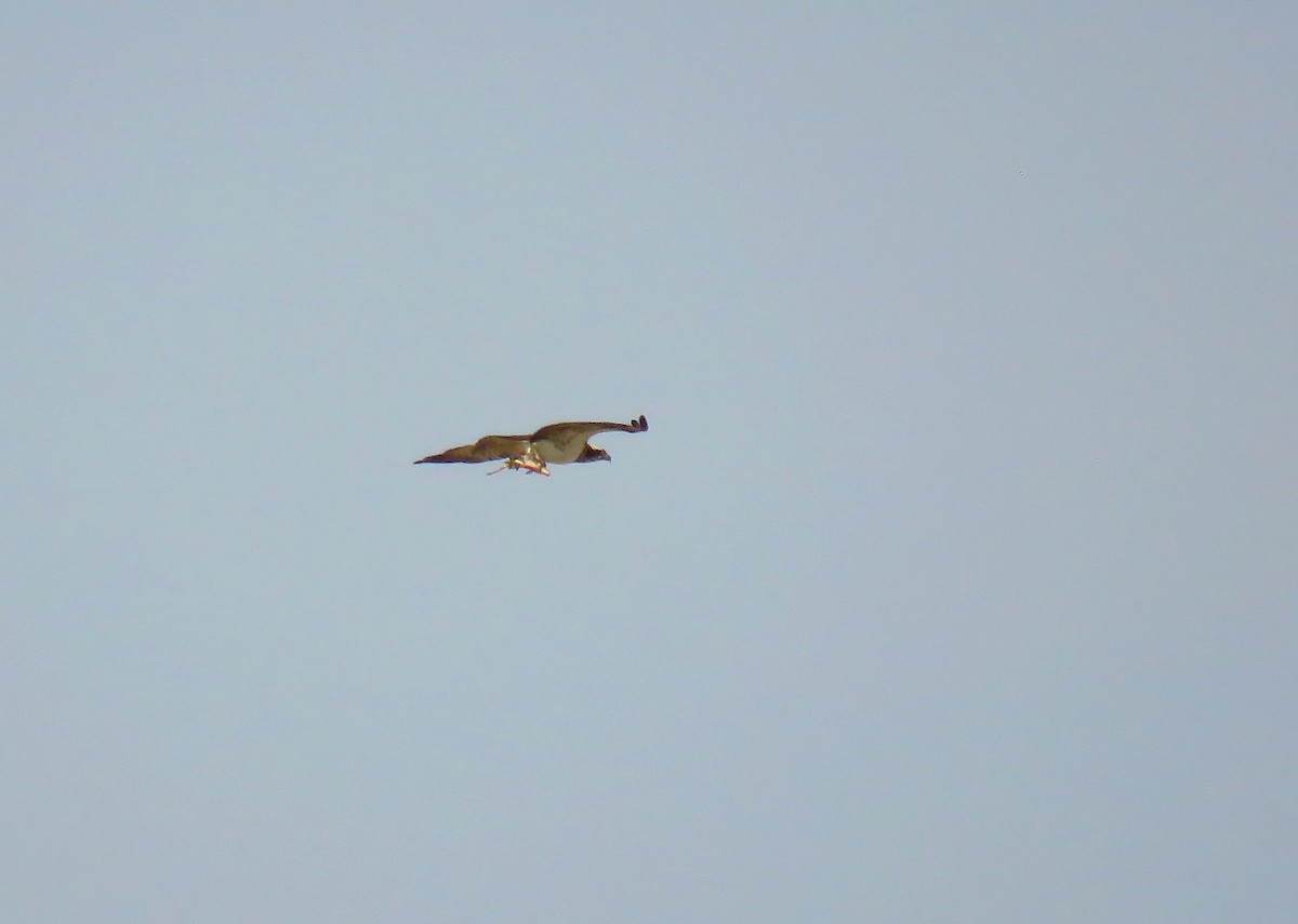 Osprey (Eurasian) - ML642155149