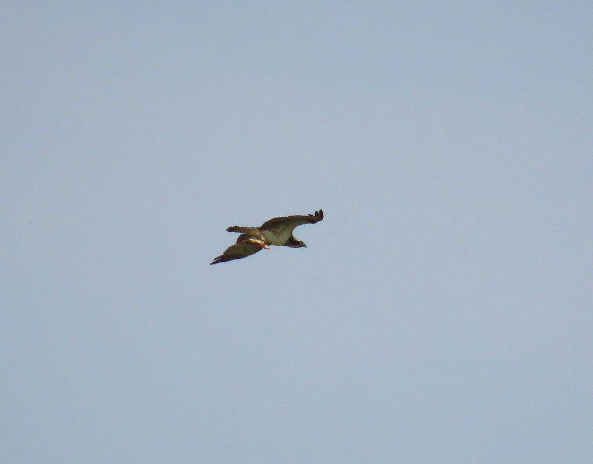 Osprey (Eurasian) - ML642155150
