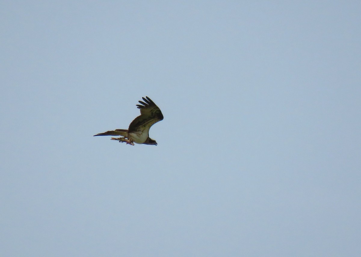 Osprey (Eurasian) - ML642155151
