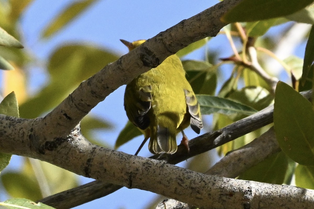 Yellow Warbler (Northern) - ML642155154