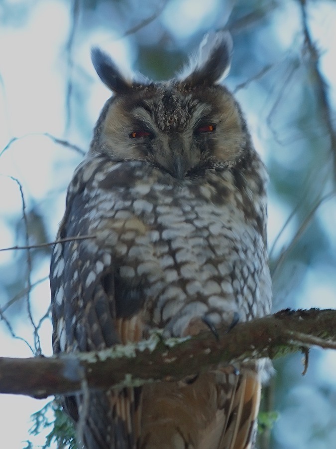 Abyssinian Owl - ML642155155