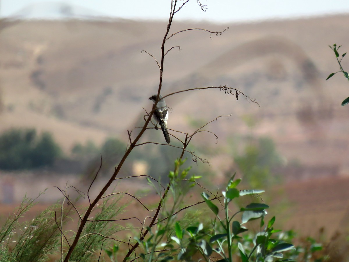 Great Gray Shrike (Sahara) - ML642155157
