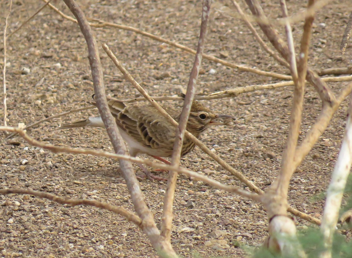 Crested Lark (Crested) - ML642155165