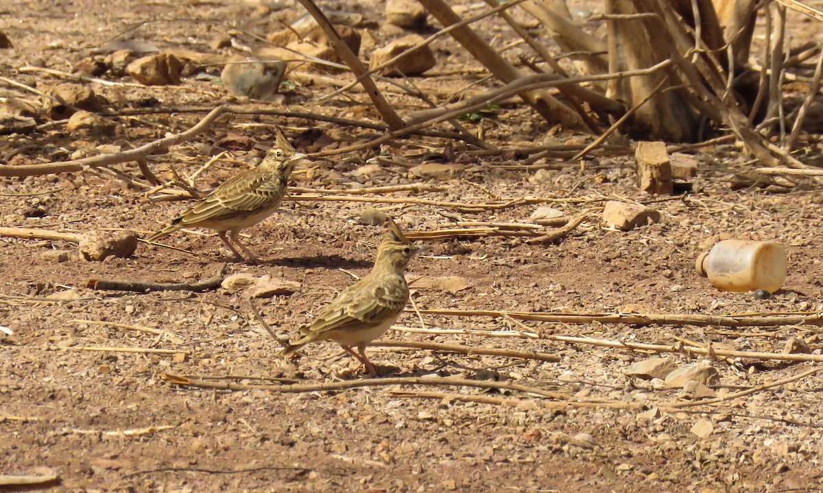 Crested Lark (Crested) - ML642155166