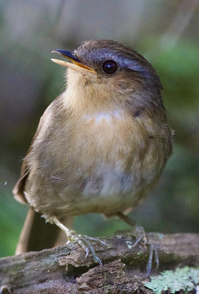 Rufous Gnateater - ML642155191