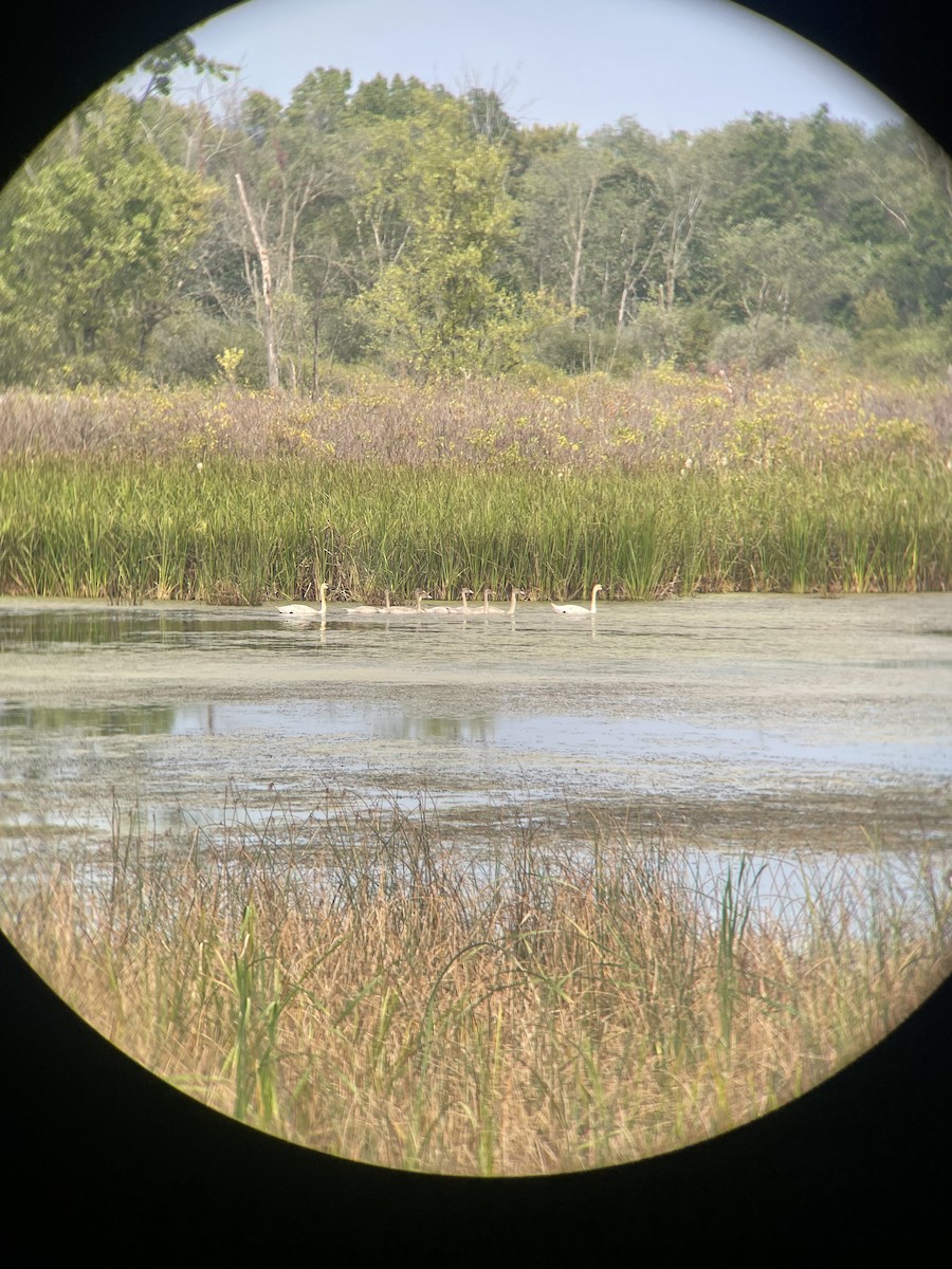 Trumpeter Swan - ML642155205