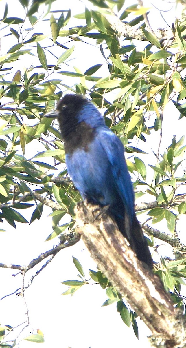 Azure Jay - ML642155210