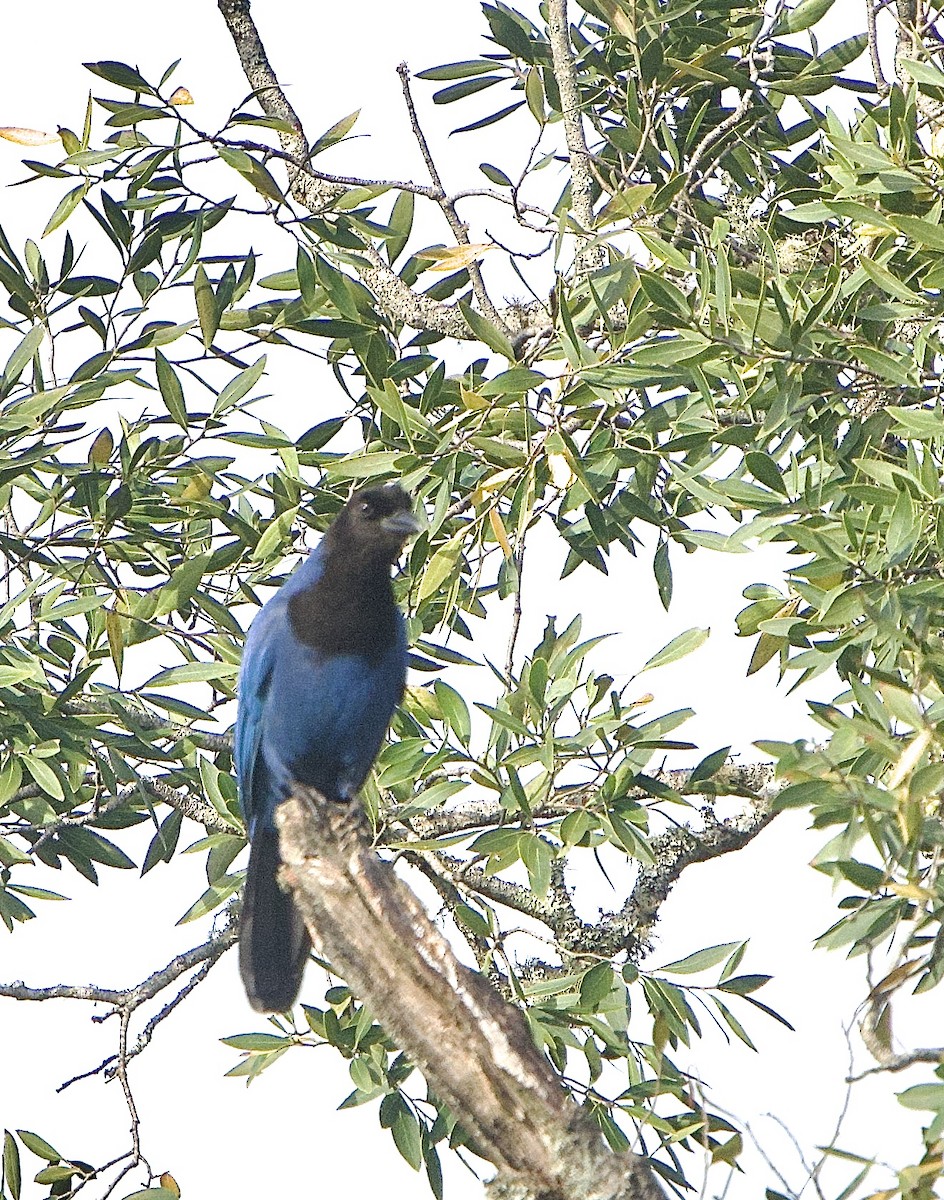 Azure Jay - ML642155211