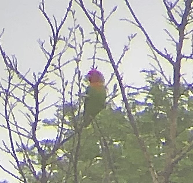 Lilian's Lovebird - ML642155218