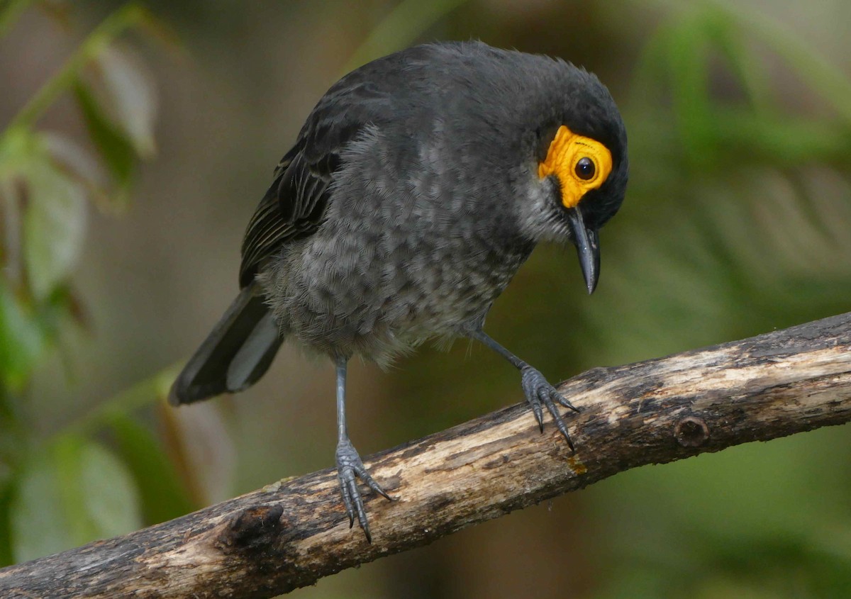Smoky Honeyeater - ML642155229