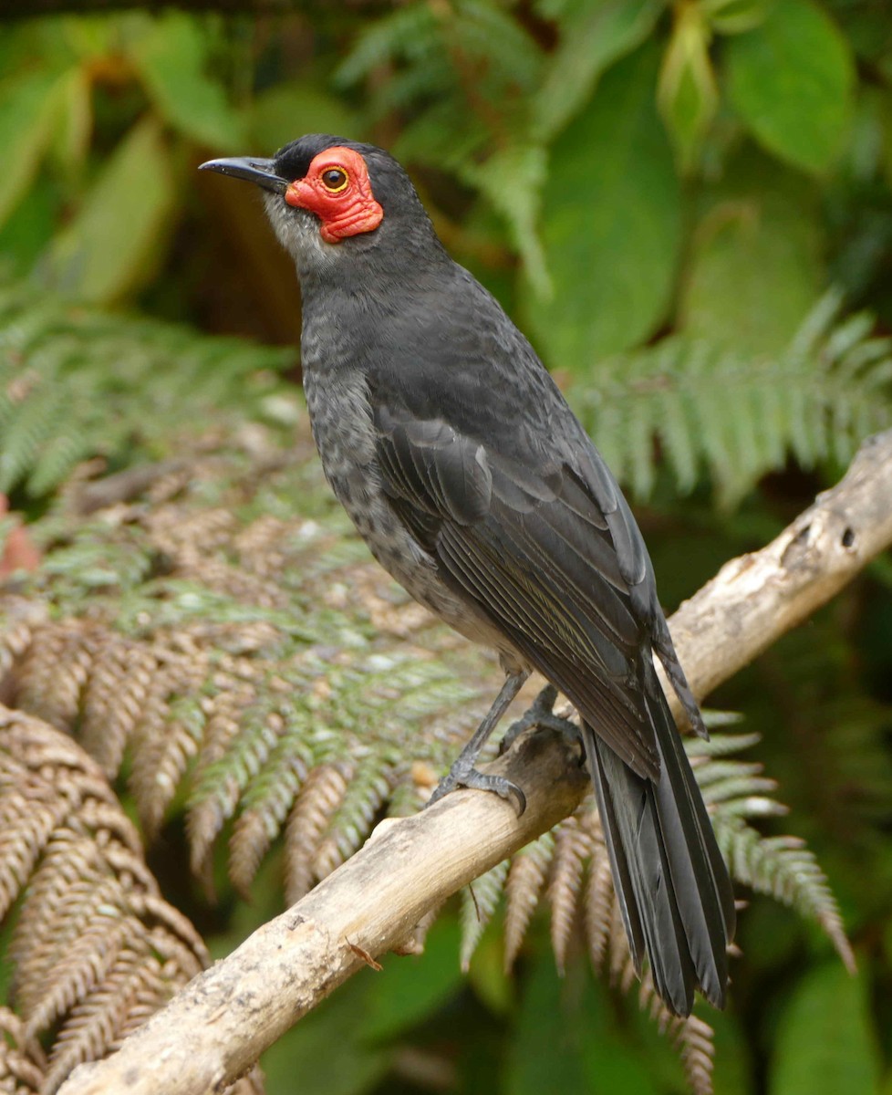 Smoky Honeyeater - ML642155230