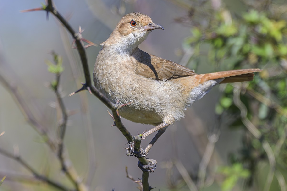 セアカカマドドリ - ML642155231