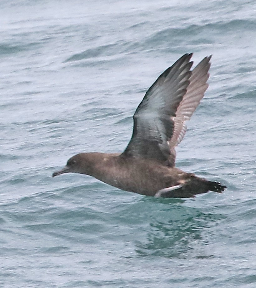 Sooty Shearwater - ML642155270
