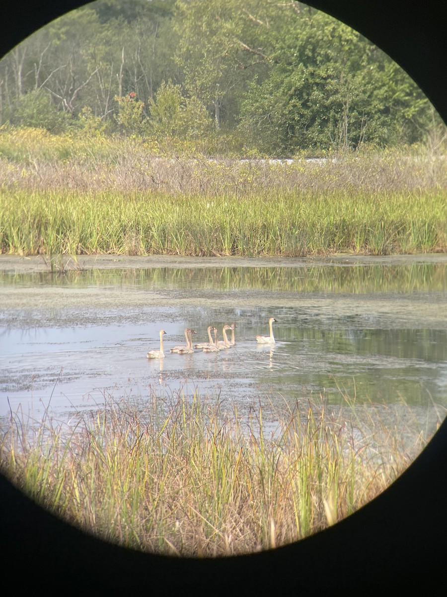 Trumpeter Swan - ML642155309