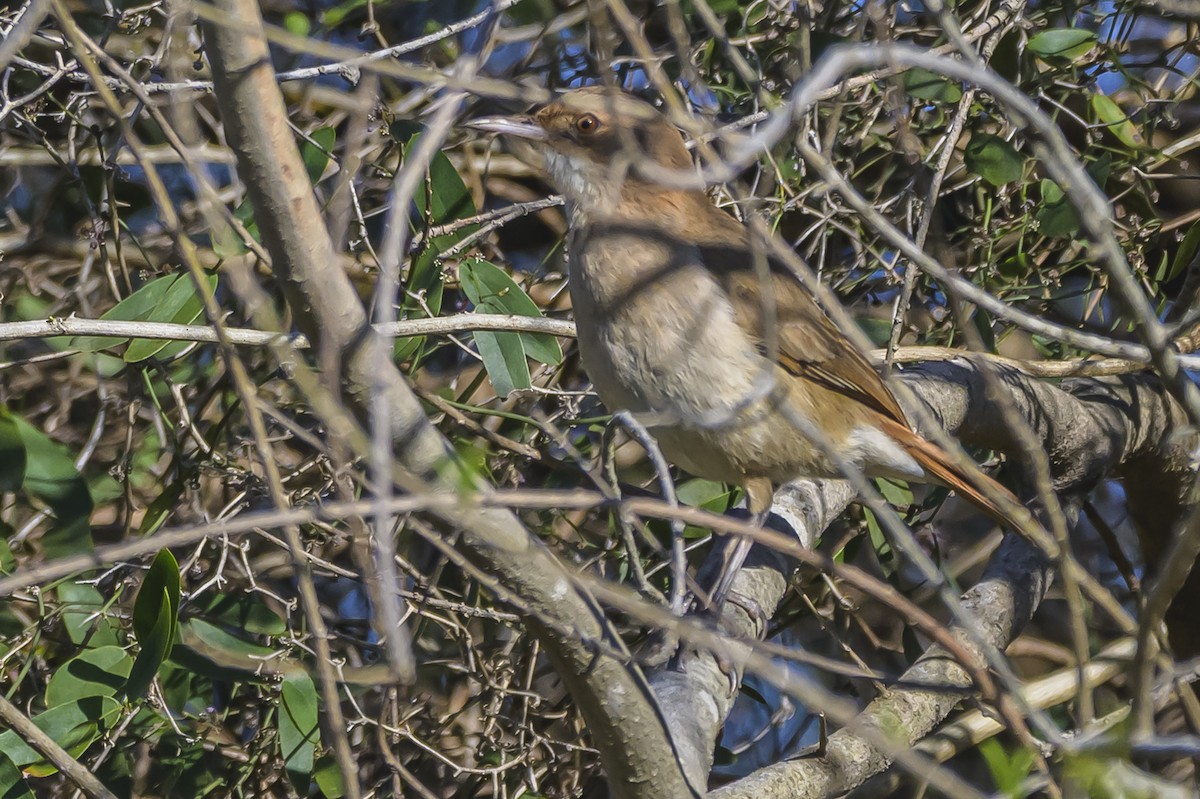 セアカカマドドリ - ML642155339