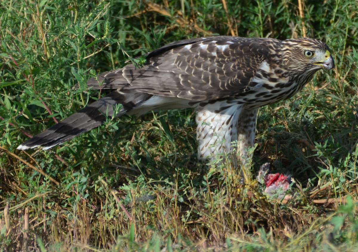 Cooper's Hawk - ML642155394