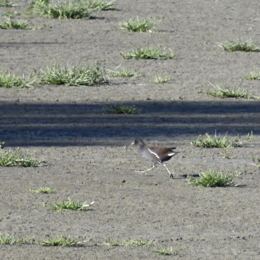 Gallinella d'acqua - ML642155407