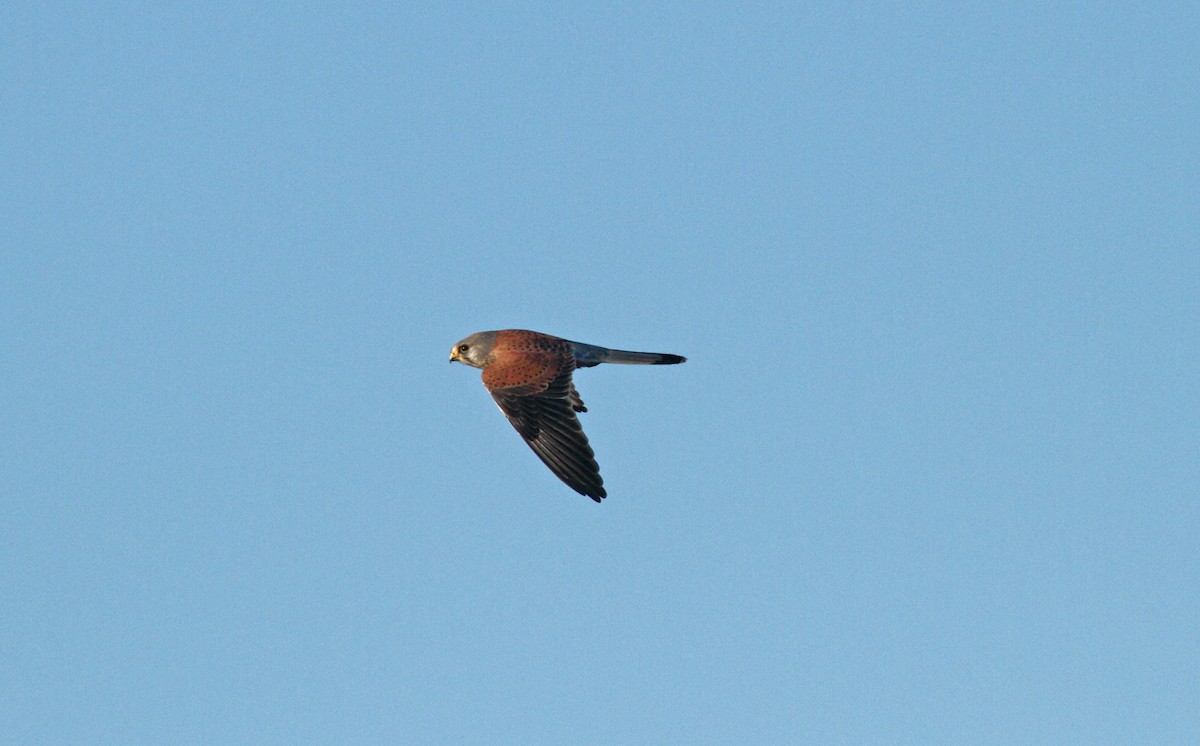 Eurasian Kestrel - ML642155421