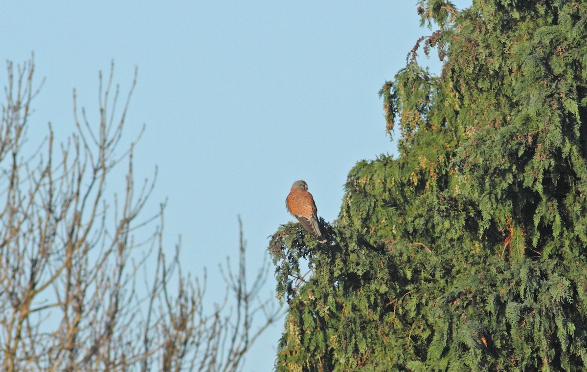 Eurasian Kestrel - ML642155422