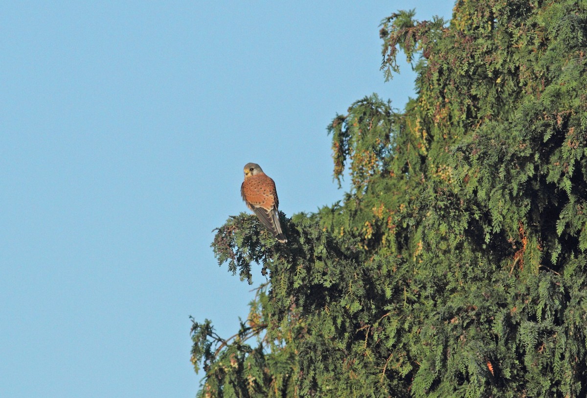 Eurasian Kestrel - ML642155423