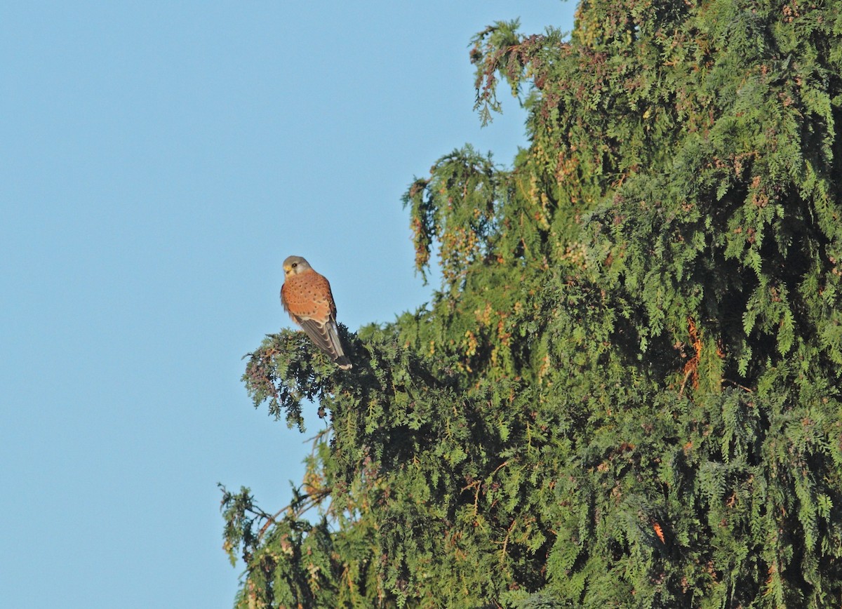 Eurasian Kestrel - ML642155425