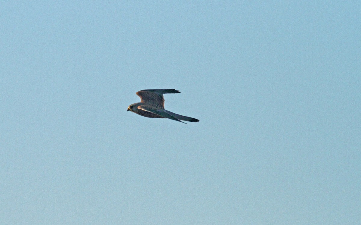 Eurasian Kestrel - ML642155426