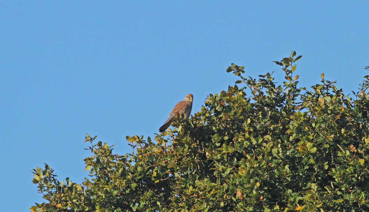 Eurasian Kestrel - ML642155427