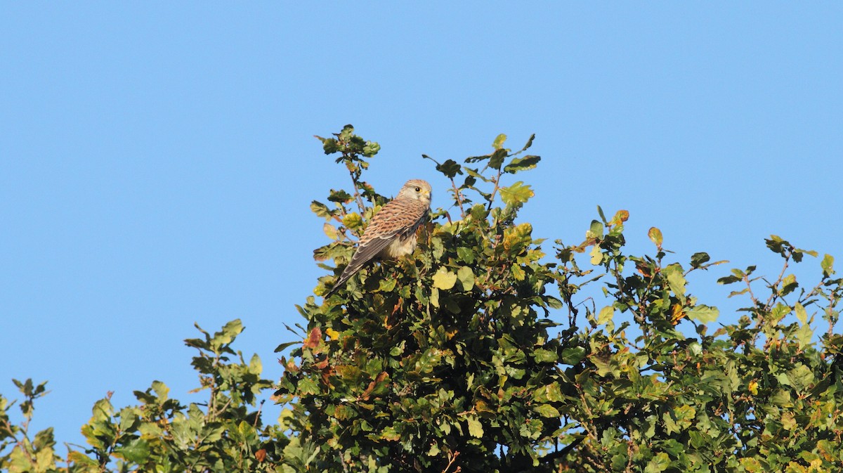 Eurasian Kestrel - ML642155428