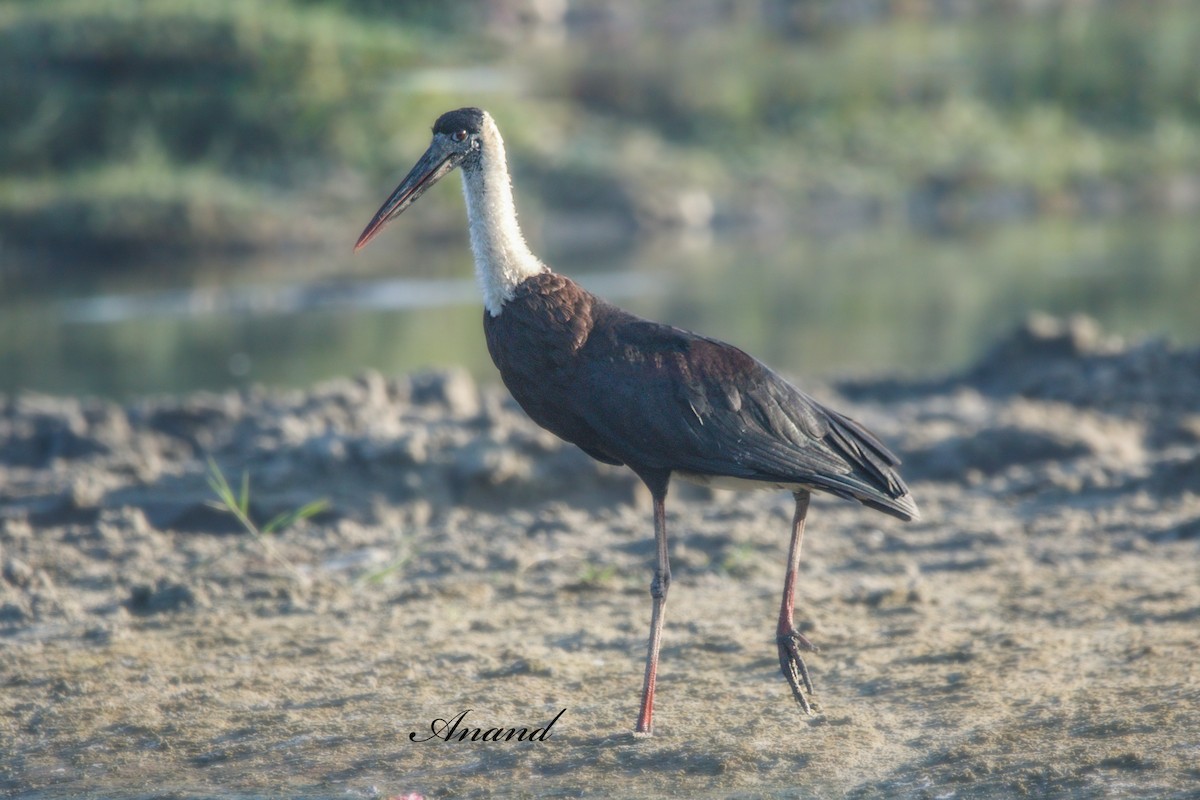 Asian Woolly-necked Stork - ML642155430