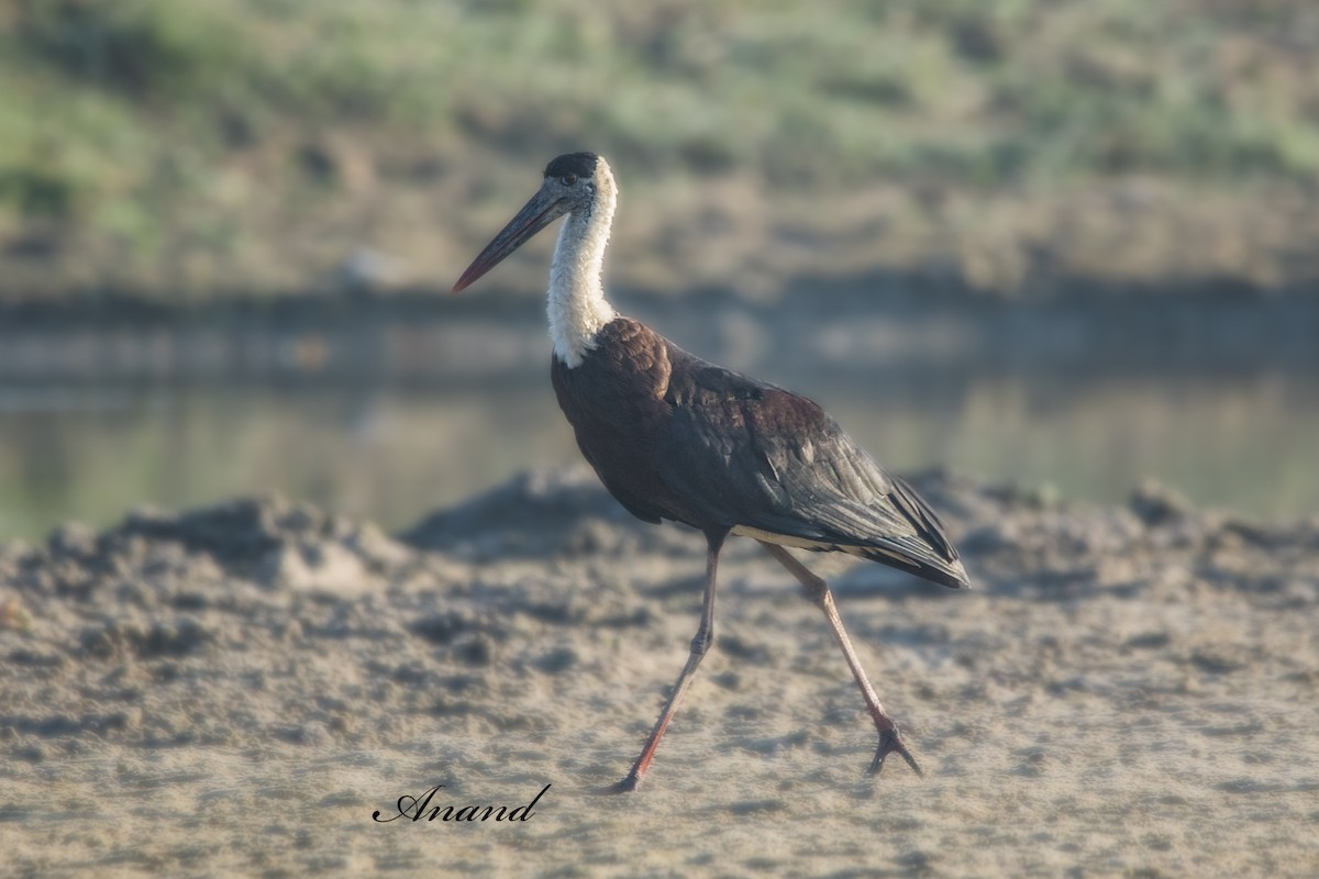 Asian Woolly-necked Stork - ML642155432
