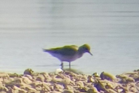 Black-bellied Plover - ML642155442