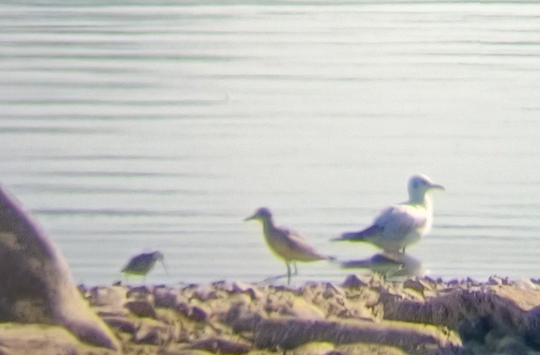 Black-bellied Plover - ML642155443