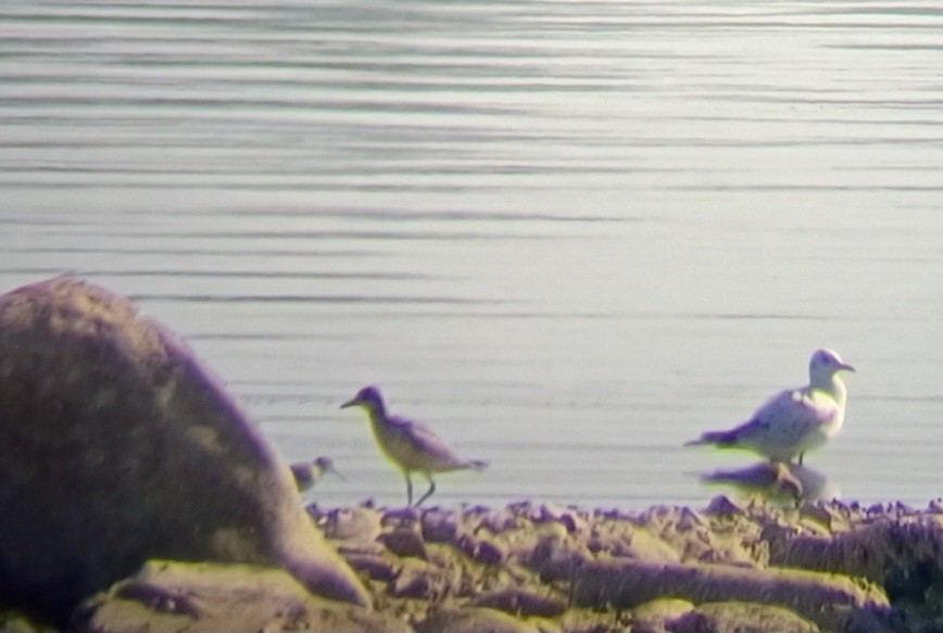 Black-bellied Plover - ML642155444