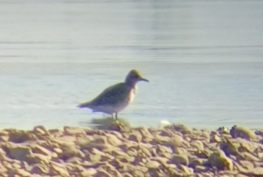 Black-bellied Plover - ML642155447