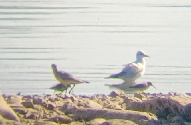 Black-bellied Plover - ML642155448