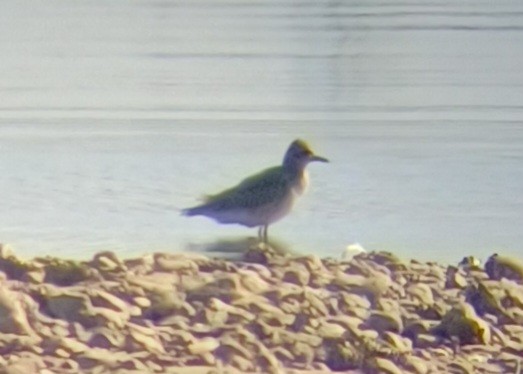 Black-bellied Plover - ML642155449