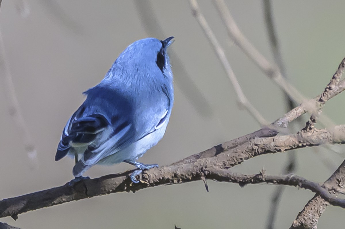 Masked Gnatcatcher - ML642155450