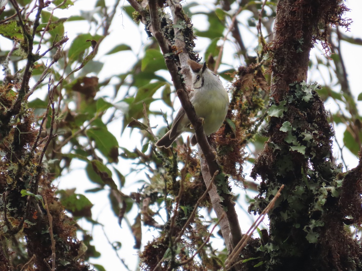 Taiwan Yuhina - ML642155458